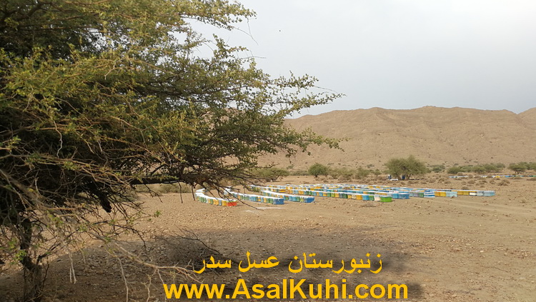 عسل سدر اصلی